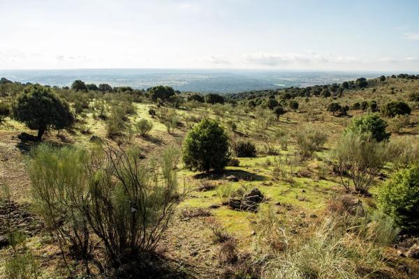 Terreno en vereda del Madroñal s/n Sn