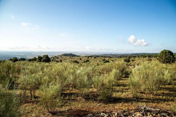 Terreno en vereda del Madroñal s/n Sn