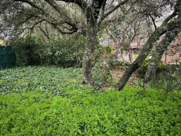 Terreno en calle Viñas Viejas s/n