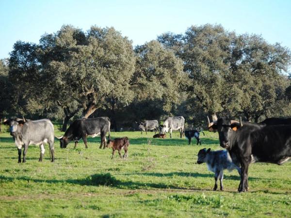 Terreno en calle del Cerrillo del Caño s/n