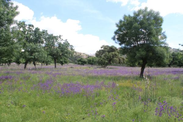 Terreno en calle del Cerrillo del Caño s/n