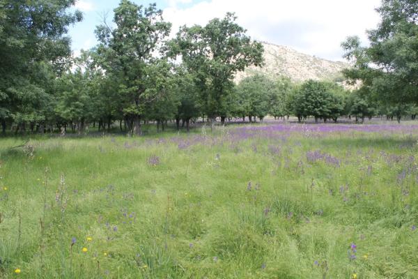 Terreno en calle del Cerrillo del Caño s/n