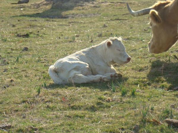 Terreno en calle del Cerrillo del Caño s/n