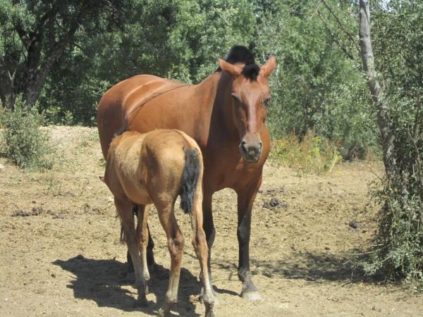 Terreno en calle del Cerrillo del Caño s/n