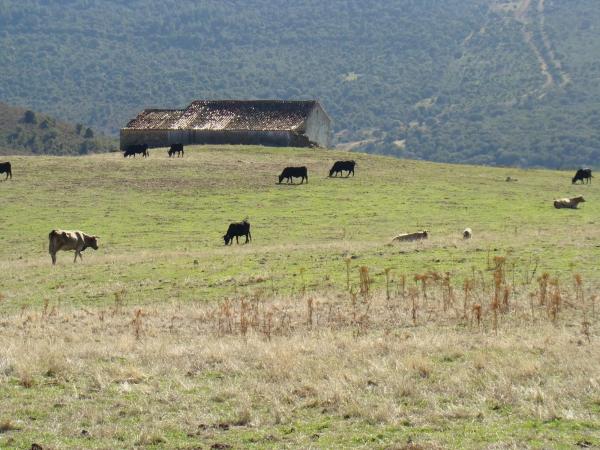 Terreno en calle del Cerrillo del Caño s/n