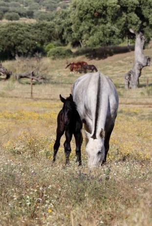 Terreno en calle del Cerrillo del Caño s/n