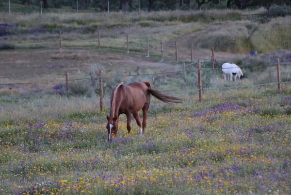Terreno en calle del Cerrillo del Caño s/n