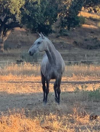 Terreno en calle del Cerrillo del Caño s/n