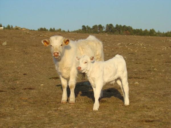 Terreno en calle del Cerrillo del Caño s/n