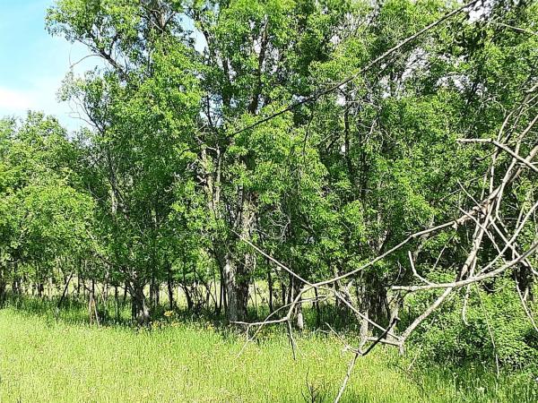 Terreno en calle Nueve