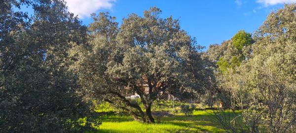 Terreno en calle Diez, 34