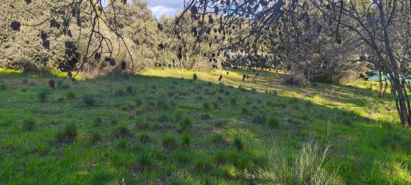 Terreno en calle Diez, 34