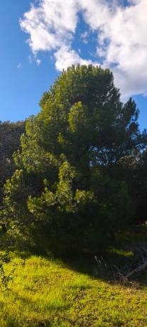 Terreno en calle Diez, 34