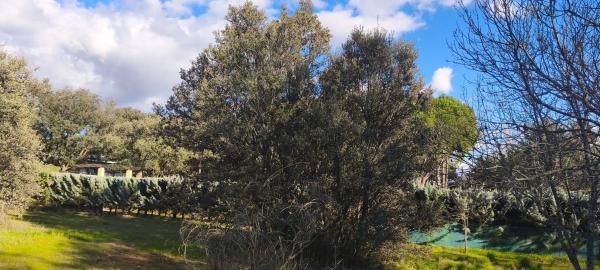 Terreno en calle Diez, 34