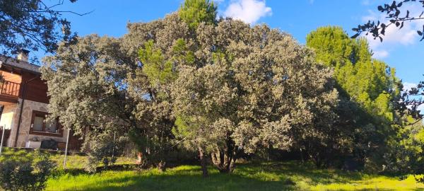 Terreno en calle Diez, 34