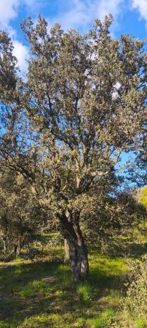 Terreno en calle Diez, 34