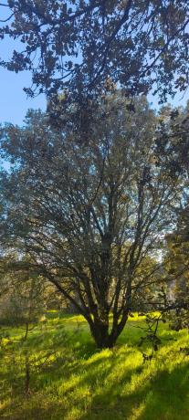 Terreno en calle Diez, 34