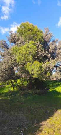 Terreno en calle Diez, 34