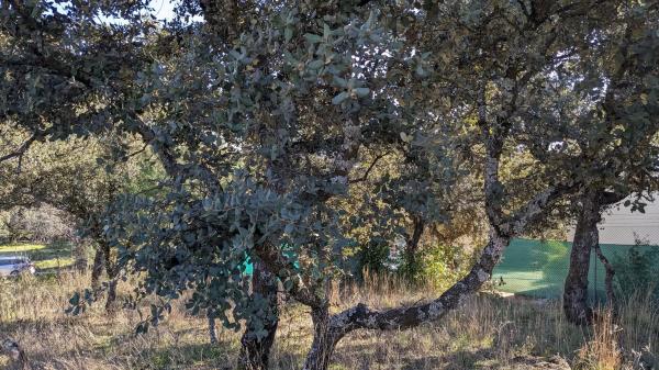 Terreno en calle Veinticuatro, 5