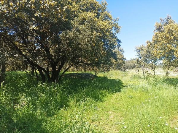 Terreno en calle Virgen del Pino, 41