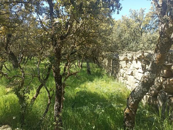 Terreno en calle Virgen del Pino, 41