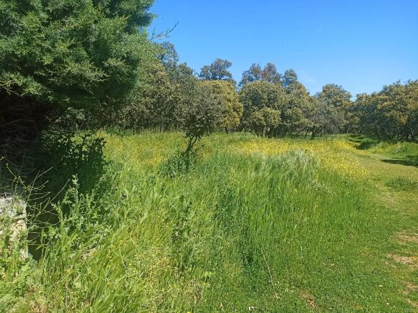 Terreno en calle Virgen del Pino, 41