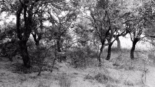 Terreno en avenida de los cierros, 12
