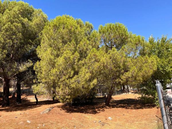 Terreno en calle González de Rueda