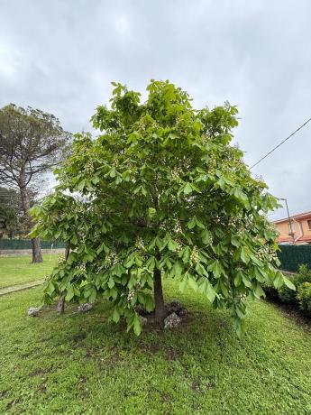 Terreno en calle del Herreño, 19