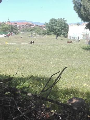 Terreno en carretera de Torrelodones, 43
