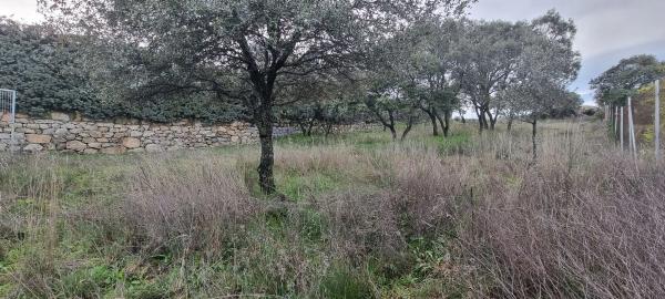 Terreno en calle Leo, 4