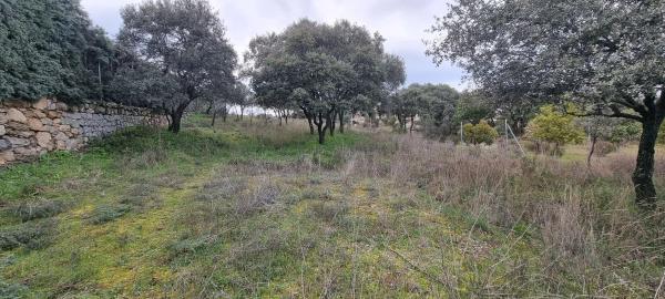 Terreno en calle Leo, 4