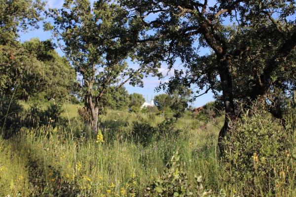Terreno en calle Cabo Candelaria, 14