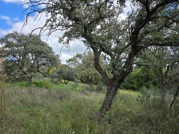 Terreno en calle Cabo Machichaco, 32