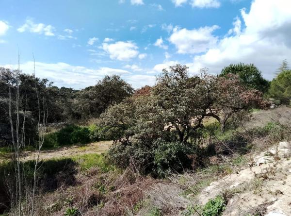 Terreno en calle Cabo Machichaco