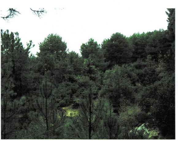 Terreno en los rasos, km 2