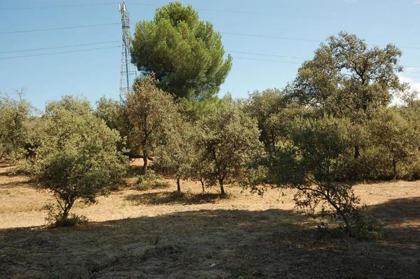 Terreno en Urbanización las Encinas, 12