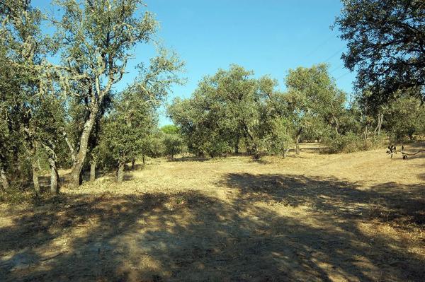 Terreno en Urbanización las Encinas, 12