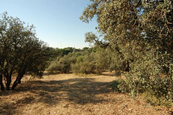 Terreno en Urbanización las Encinas, 12