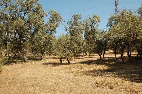 Terreno en Urbanización las Encinas, 12
