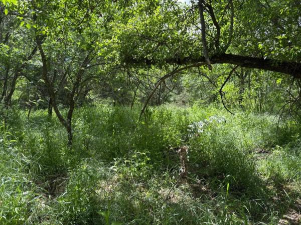 Terreno en calle Doctor Velázquez