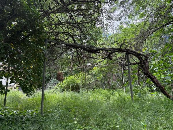 Terreno en calle Doctor Velázquez