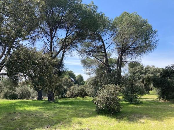 Terreno en calle Urb Las Encinas