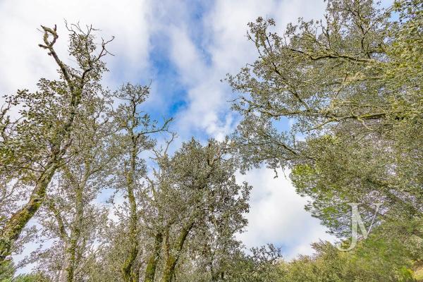 Terreno en Lugar Urbanizacion las Encinas
