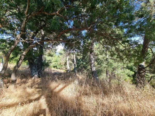 Terreno en Los Nogales, 4