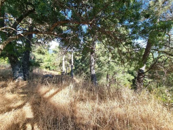 Terreno en Los Nogales, 4