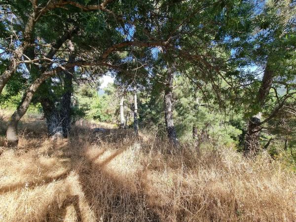 Terreno en Los Nogales, 4