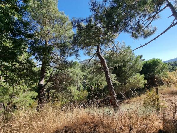 Terreno en Los Nogales, 4