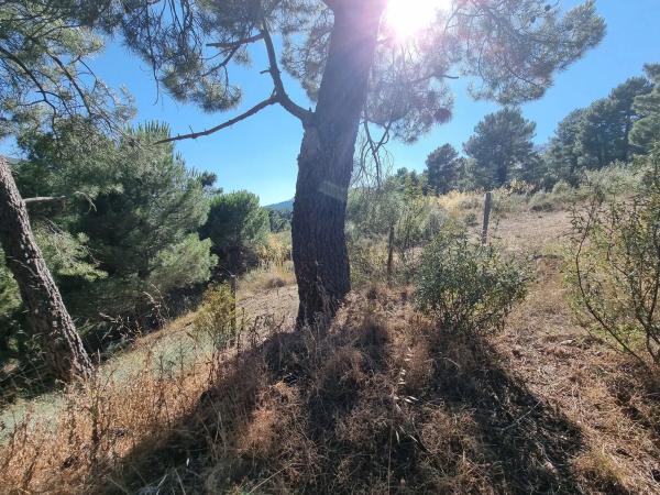 Terreno en Los Nogales, 4