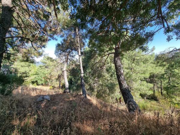 Terreno en Los Nogales, 4